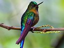 Humming Bird