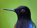 Humming Bird