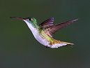 Humming Bird