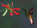 Humming Bird