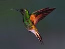 Humming Bird