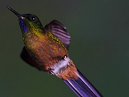 Humming Bird
