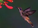 Humming Bird