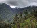 Cloud Forest