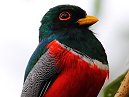 Trogon