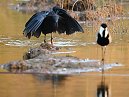 Black Heron