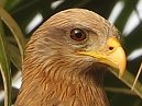 Black Kite