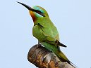 Blue Cheeked Bee Eater