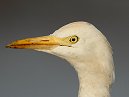 Cattle Egret