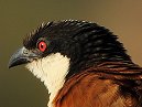 Coucal