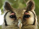 Eagle Owl