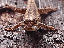 Gecko
