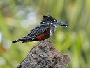 GiantKingfisher