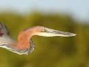Goliath Heron