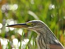 Green Backed Heron