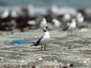 Gull