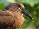 Hammerkop