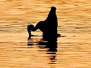 Heron Fishing