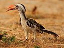 Hornbill