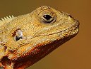 Lizard