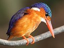 Malachite Kingfisher