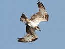 Osprey