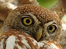 Pearl Spotted Owlet