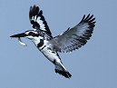 Pied Kingfisher