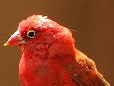 Red Billed Firefinch
