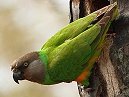 Senegal Parrot