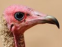 Vulture