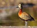 Whistling Duck