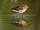 Wood Sandpiper