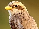 Yellow BilledShrike