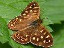 Speckled Wood