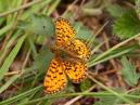 Small Pearl Bordered Fritillary