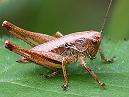 Cricket