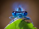 Damselfly