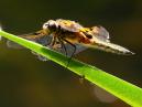 Four Spotted Chaser
