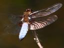 Broad Bodied Chaser