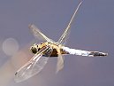 Broad Bodied Chaser