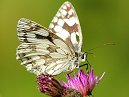 Marbled White