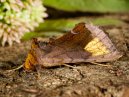 Moth