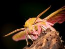 Moth