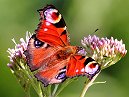 Peacock Butterfly