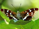 Purple Emperor