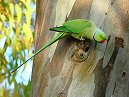 Parakeet