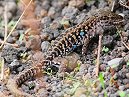 Lizard