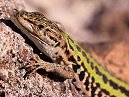 Lizzard