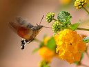 Moth